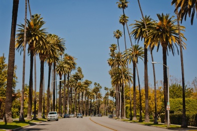 Beverly Hills street lined with palm trees